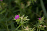 Cutleaf geranium